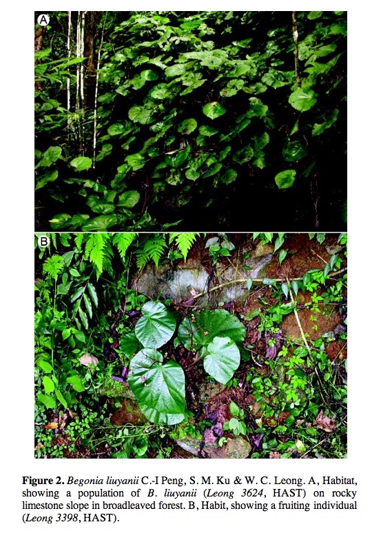 B. liuyanii